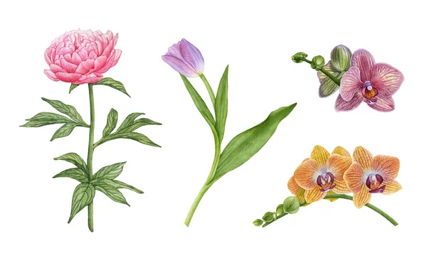 Ακουαρέλα Ροζ Παιωνία Φύλλα Μωβ Τουλίπα Ροζ Και Κίτρινο Orchid — Φωτογραφία Αρχείου