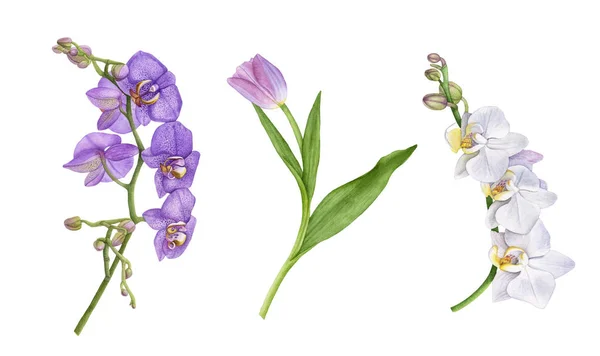 Suluboya mor orkide çiçekleri, beyaz orkide, orkide dalları, mor lale beyaz arka plan üzerinde izole yaprakları ile. Güzel, yaz, çiçek çiçeklenme.