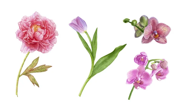 Акварельні Рожеві Орхідеї Гілки Орхідей Фіолетовий Тюльпан Листям Рожева Півонія — стокове фото