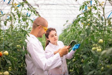 Bilim adamları seradaki fideleri kontrol ediyor. Serayı domateslerle kontrol ediyorum. Tableti kontrol et..