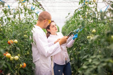 Bilim adamları seradaki fideleri kontrol ediyor. Serayı domateslerle kontrol ediyorum. Tableti kontrol et..