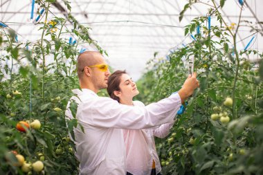 Bilim adamları seradaki fideleri kontrol ediyor. Serayı domateslerle kontrol ediyorum. Tableti kontrol et..