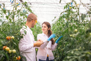 Bilim adamları seradaki fideleri kontrol ediyor. Serayı domateslerle kontrol ediyorum. Tableti kontrol et..