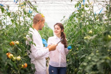 Bilim adamları seradaki fideleri kontrol ediyor. Serayı domateslerle kontrol ediyorum. Tableti kontrol et..