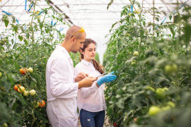 Bilim adamları seradaki fideleri kontrol ediyor. Serayı domateslerle kontrol ediyorum. Tableti kontrol et..