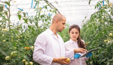 Bilim adamları seradaki fideleri kontrol ediyor. Serayı domateslerle kontrol ediyorum. Tableti kontrol et..