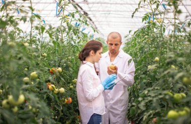 Bilim adamları seradaki fideleri kontrol ediyor. Serayı domateslerle kontrol ediyorum. Tableti kontrol et..