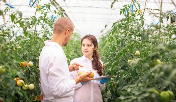 Scientists check the seedlings in the greenhouse. Checking the greenhouse with tomatoes. Check in the tablet.