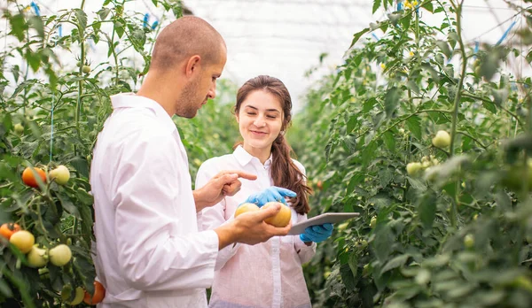 Scientists check the seedlings in the greenhouse. Checking the greenhouse with tomatoes. Check in the tablet.