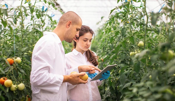 Scientists check the seedlings in the greenhouse. Checking the greenhouse with tomatoes. Check in the tablet.