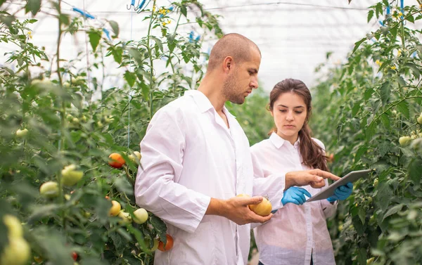 Scientists check the seedlings in the greenhouse. Checking the greenhouse with tomatoes. Check in the tablet.