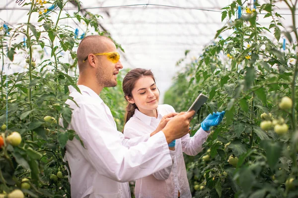 Cientistas Verificam Mudas Estufa Verificar Estufa Com Tomates Verificar Comprimido Fotografia De Stock