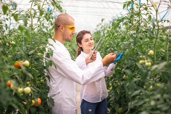 Cientistas Verificam Mudas Estufa Verificar Estufa Com Tomates Verificar Comprimido Fotografias De Stock Royalty-Free