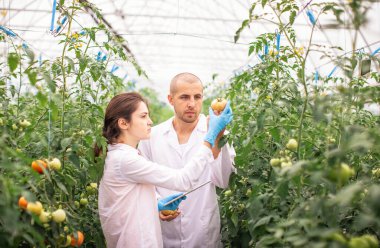 Bilim adamları seradaki fideleri kontrol ediyor. Serayı domateslerle kontrol ediyorum. Tableti kontrol et..
