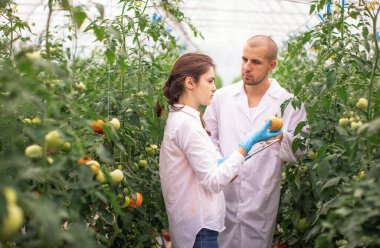 Bilim adamları seradaki fideleri kontrol ediyor. Serayı domateslerle kontrol ediyorum. Tableti kontrol et..