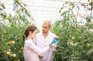Bilim adamları seradaki fideleri kontrol ediyor. Serayı domateslerle kontrol ediyorum. Tableti kontrol et..