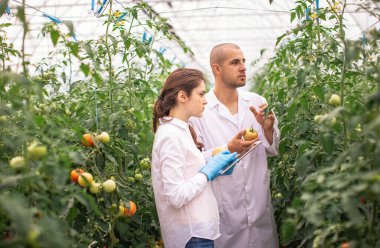 Bilim adamları seradaki fideleri kontrol ediyor. Serayı domateslerle kontrol ediyorum. Tableti kontrol et..