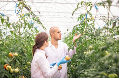 Bilim adamları seradaki fideleri kontrol ediyor. Serayı domateslerle kontrol ediyorum. Tableti kontrol et..