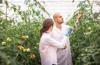 Bilim adamları seradaki fideleri kontrol ediyor. Serayı domateslerle kontrol ediyorum. Tableti kontrol et..