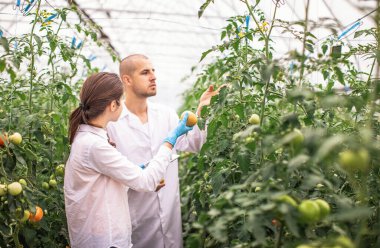 Bilim adamları seradaki fideleri kontrol ediyor. Serayı domateslerle kontrol ediyorum. Tableti kontrol et..
