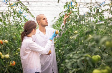 Bilim adamları seradaki fideleri kontrol ediyor. Serayı domateslerle kontrol ediyorum. Tableti kontrol et..