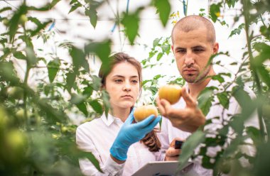 Bilim adamları seradaki fideleri kontrol ediyor. Bitkilerin arasından bak. Tableti kontrol et.