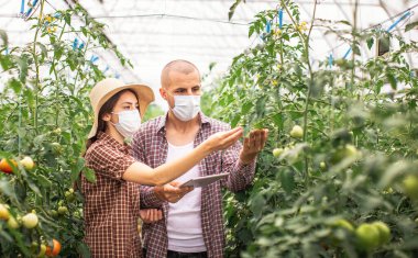 Erkek ve dişi çiftçiler organik bir çiftlikteki bitkilerin büyümesini izliyorlar. Tableti kontrol et. Koruyucu maskelerle.