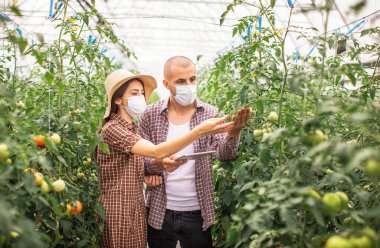 Erkek ve dişi çiftçiler organik bir çiftlikteki bitkilerin büyümesini izliyorlar. Tableti kontrol et. Koruyucu maskelerle.