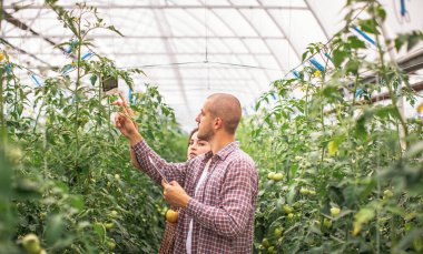 Erkek ve dişi çiftçiler organik bir çiftlikteki bitkilerin büyümesini izliyorlar. Domates çiftliği