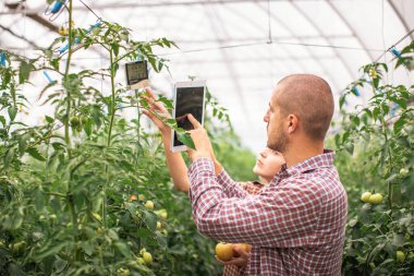Erkek ve dişi çiftçiler organik bir çiftlikteki bitkilerin büyümesini izliyorlar. Domates çiftliği