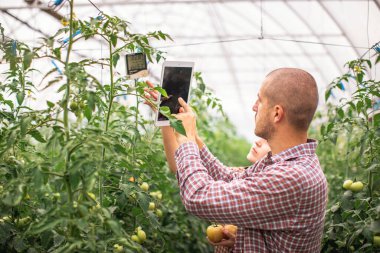 Erkek ve dişi çiftçiler organik bir çiftlikteki bitkilerin büyümesini izliyorlar. Domates çiftliği