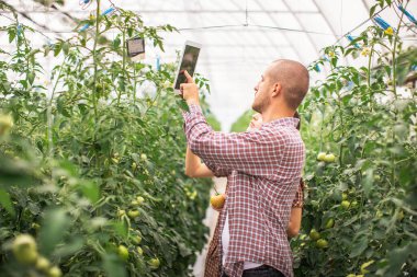 Erkek ve dişi çiftçiler organik bir çiftlikteki bitkilerin büyümesini izliyorlar. Domates çiftliği