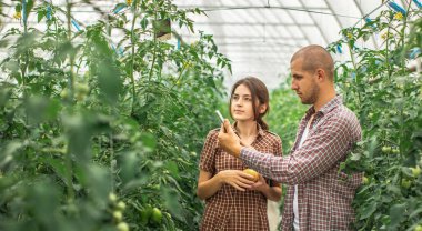 Erkek ve dişi çiftçiler organik bir çiftlikteki bitkilerin büyümesini izliyorlar. Domates çiftliği