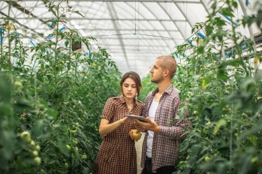 Erkek ve dişi çiftçiler organik bir çiftlikteki bitkilerin büyümesini izliyorlar. Domates çiftliği