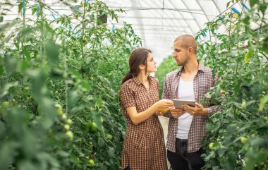 Erkek ve dişi çiftçiler organik bir çiftlikteki bitkilerin büyümesini izliyorlar. Domates çiftliği