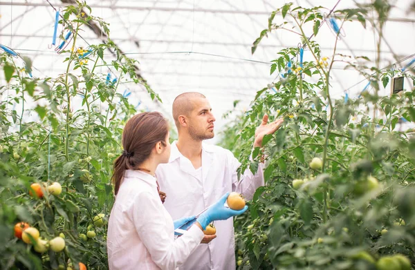 Bilim adamları seradaki fideleri kontrol ediyor. Serayı domateslerle kontrol ediyorum. Tableti kontrol et..