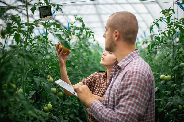Erkek ve dişi çiftçiler organik bir çiftlikteki bitkilerin büyümesini izliyorlar. Domates çiftliği