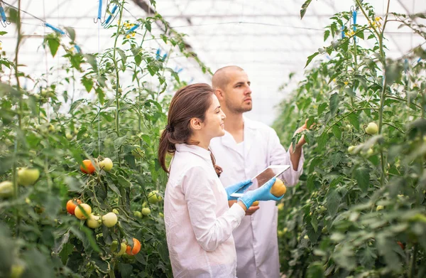 Cientistas Verificam Mudas Estufa Verificar Estufa Com Tomates Verificar Comprimido Fotografias De Stock Royalty-Free