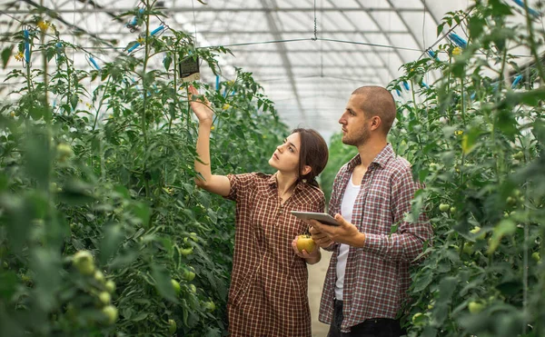 Fazendeiros Monitoram Crescimento Plantas Uma Fazenda Orgânica Exploração Tomate Imagem De Stock