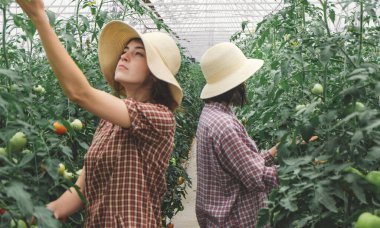 Kız organik bir çiftlikte taze domates topluyor. Bir serada çalışıyorum. Şapkalı kız..