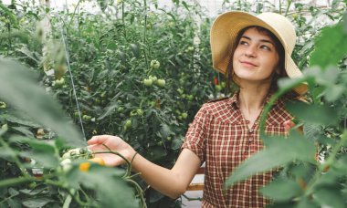 Kız organik bir çiftlikte taze domates topluyor. Bir serada çalışıyorum. Şapkalı kız..