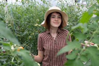 Kız organik bir çiftlikte taze domates topluyor. Bir serada çalışıyorum. Şapkalı kız..