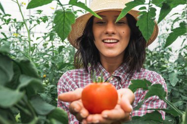 Kız organik bir çiftlikte taze domates topluyor. Bir serada çalışıyorum. Şapkalı kız..