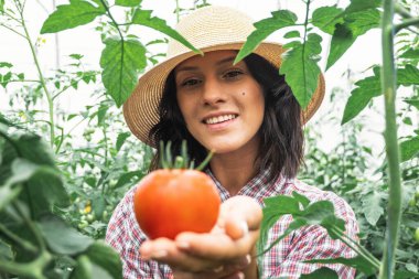 Kız organik bir çiftlikte taze domates topluyor. Bir serada çalışıyorum. Şapkalı kız..