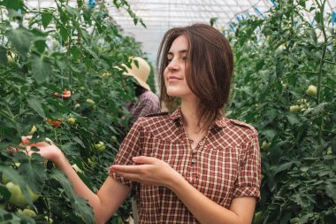 İki kız bir domates çiftliğinde çalışıyor. Organik bir çiftlikte çalışıyorum..