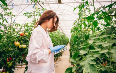 Sera domates çiftliğinde çalışan genç bilim adamları. Tabletteki verileri karşılaştır. Organik bir çiftlikte çalışıyorum..