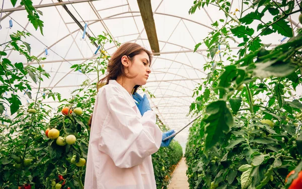 Young scientists working on a greenhouse tomato farm. Compare the data in the tablet. Work on an organic farm.