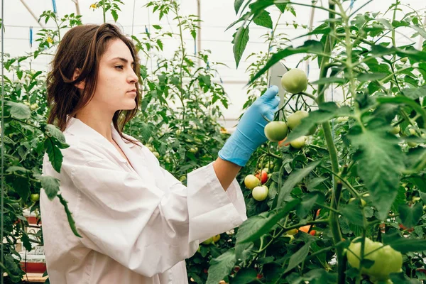 Young scientists working on a greenhouse tomato farm. Compare the data in the tablet. Work on an organic farm.