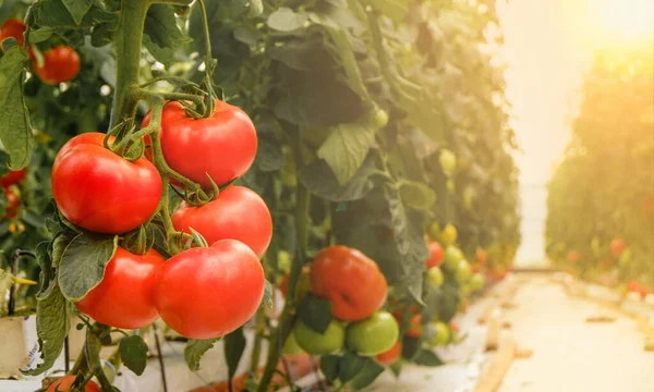 トマトは温室で熟します 有機農場で育つ 温室に沿って眺めます — ストック写真