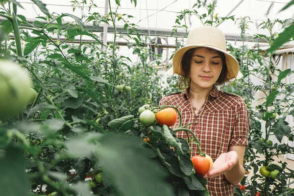 Rapariga Arranca Tomate Fresco Numa Quinta Orgânica Trabalhar Numa Estufa Imagem De Stock